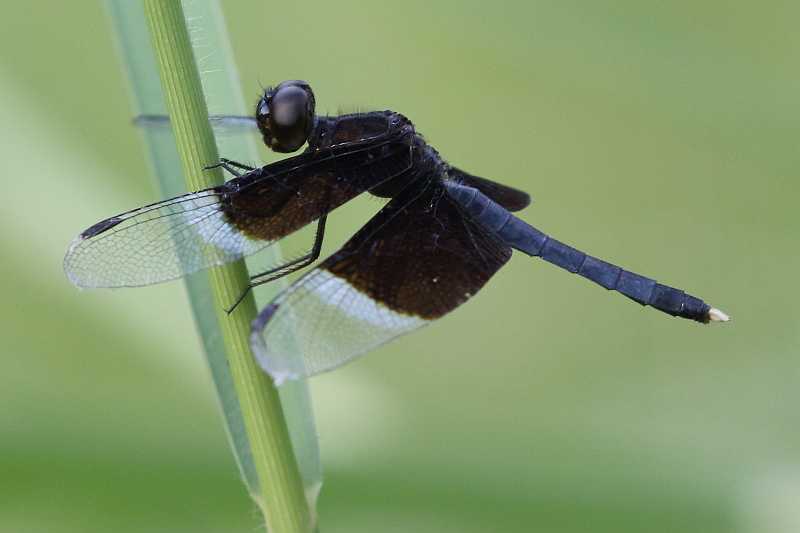 J19_9245 Neurothemis tullia male.JPG